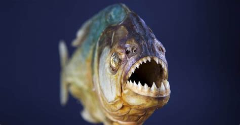 Piranha! Un capolavoro di tensione acquatica con una spolverata di satira sociale!